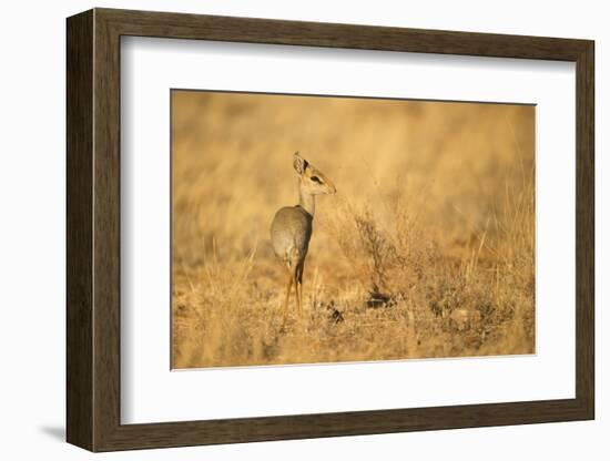 Gunther's Dik-Dik-Joe McDonald-Framed Photographic Print