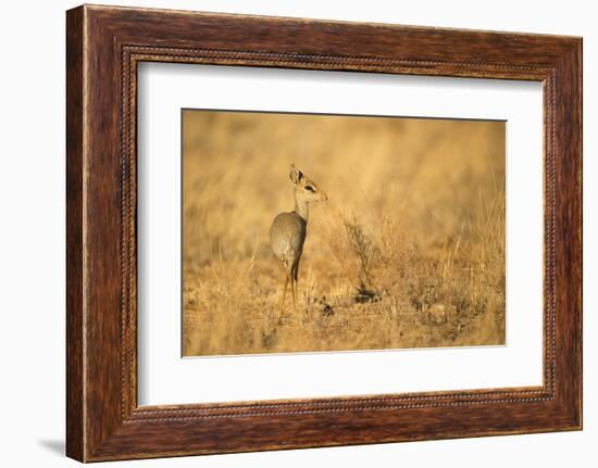 Gunther's Dik-Dik-Joe McDonald-Framed Photographic Print