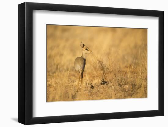 Gunther's Dik-Dik-Joe McDonald-Framed Photographic Print