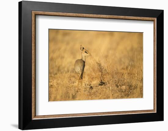 Gunther's Dik-Dik-Joe McDonald-Framed Photographic Print