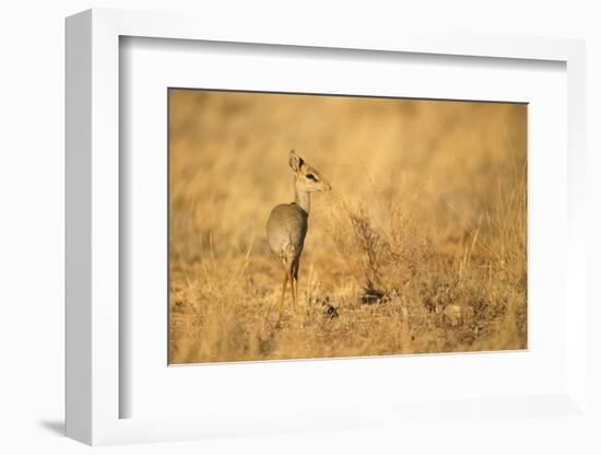 Gunther's Dik-Dik-Joe McDonald-Framed Photographic Print