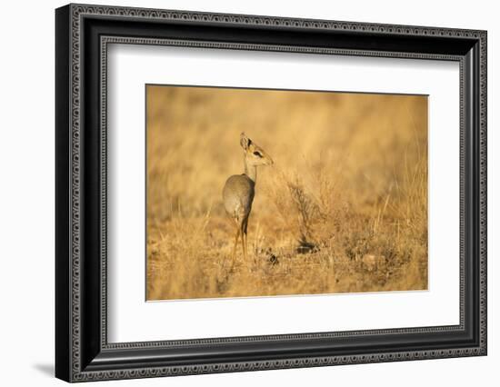 Gunther's Dik-Dik-Joe McDonald-Framed Photographic Print