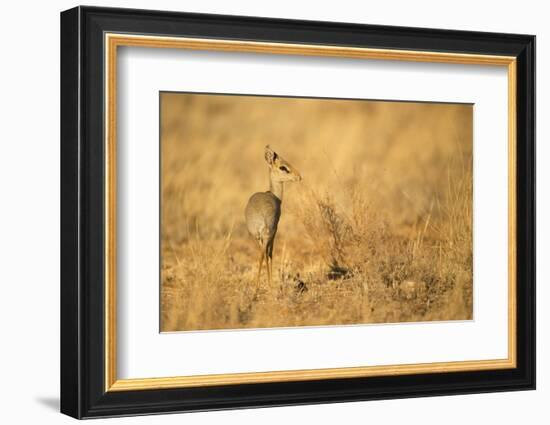 Gunther's Dik-Dik-Joe McDonald-Framed Photographic Print