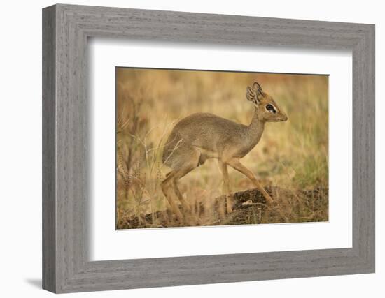 Gunther's Dik-Dik-Joe McDonald-Framed Photographic Print