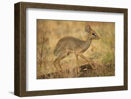 Gunther's Dik-Dik-Joe McDonald-Framed Photographic Print