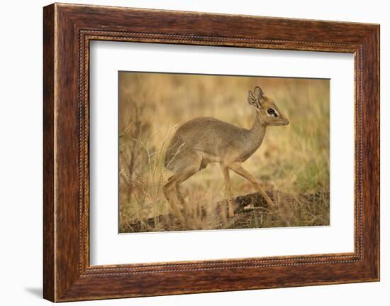 Gunther's Dik-Dik-Joe McDonald-Framed Photographic Print