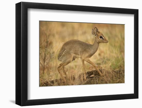 Gunther's Dik-Dik-Joe McDonald-Framed Photographic Print