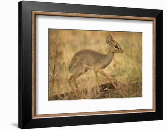 Gunther's Dik-Dik-Joe McDonald-Framed Photographic Print