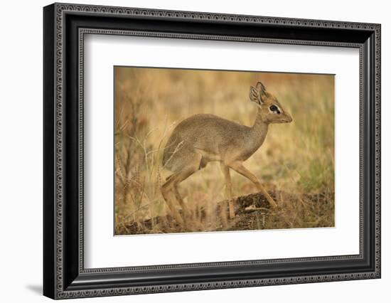 Gunther's Dik-Dik-Joe McDonald-Framed Photographic Print