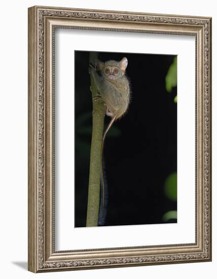 Gursky's spectral tarsier (Tarsius spectrumgurskyae) North Sulawesi-Daniel Heuclin-Framed Photographic Print