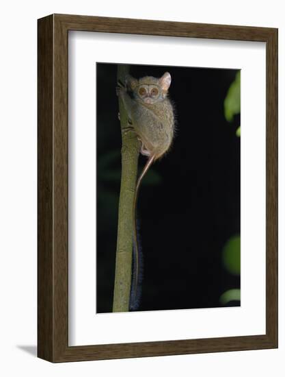 Gursky's spectral tarsier (Tarsius spectrumgurskyae) North Sulawesi-Daniel Heuclin-Framed Photographic Print