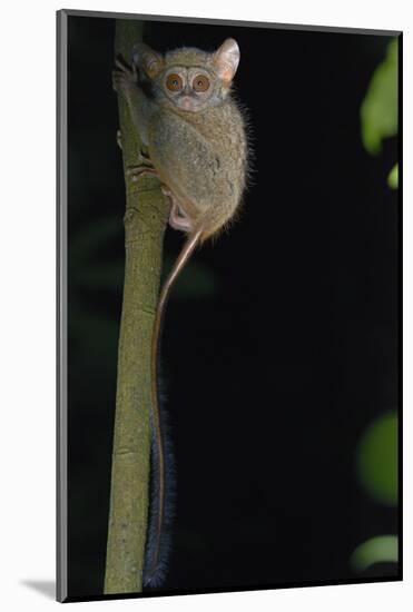 Gursky's spectral tarsier (Tarsius spectrumgurskyae) North Sulawesi-Daniel Heuclin-Mounted Photographic Print