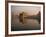 Guru's Bridge over the Pool of Nectar, Leading to the Golden Temple of Amritsar, Punjab, India-Jeremy Bright-Framed Photographic Print