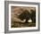 Gust of Wind, 1866-Jean-Baptiste-Camille Corot-Framed Giclee Print