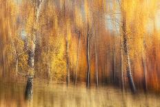 Autumn Birches-Gustav Davidsson-Photographic Print