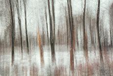 Autumn Birches-Gustav Davidsson-Photographic Print