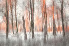 Autumn Birches-Gustav Davidsson-Photographic Print
