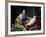 Gustav III of Sweden-null-Framed Giclee Print