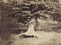 The Beech Tree, c.1855-7-Gustave Le Gray-Photographic Print