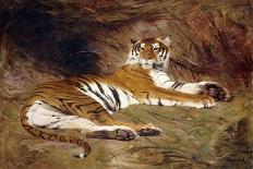 A Reclining Tiger, 1904 (Oil on Canvas)-Gustave Surand-Framed Giclee Print