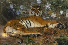 A Reclining Tiger, 1904 (Oil on Canvas)-Gustave Surand-Framed Premier Image Canvas