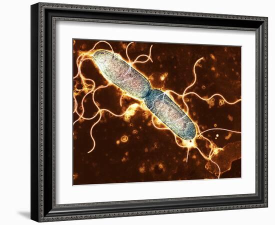 Gut Bacterium Reproducing, TEM-Hazel Appleton-Framed Photographic Print