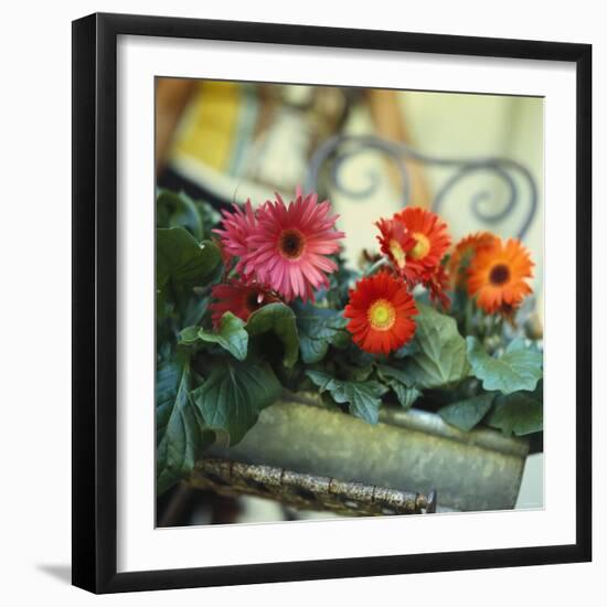 Gutter Planted with Gerberas-null-Framed Photographic Print