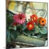 Gutter Planted with Gerberas-null-Mounted Photographic Print