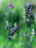 Lavender Flower Spikes-Guy Cali-Photographic Print