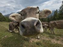 Swiss dairy farm with drying milk cans against Swiss Alps in background-Guy Midkiff-Photographic Print