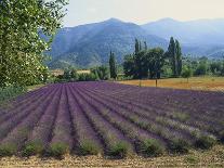 Lavender Field, Plateau De Sault, Provence, France-Guy Thouvenin-Photographic Print