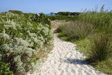 Sandy Path to the Beach, Scrub Plants and Pine Trees in the Background, Costa Degli Oleandri-Guy Thouvenin-Photographic Print