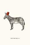 Zebra In A Fez-Gwen Aspall-Giclee Print