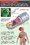 Helicobacter Pylori Infection, Illustration-Gwen Shockey-Giclee Print