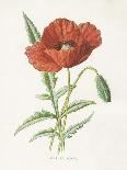 Scarlet Poppy-Gwendolyn Babbitt-Art Print