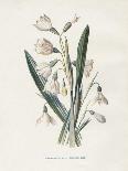 French Botanical II-Gwendolyn Babbitt-Art Print
