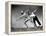 Gym Teachers Throwing Javelins at Hiddensee-Alfred Eisenstaedt-Framed Premier Image Canvas