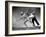 Gym Teachers Throwing Javelins at Hiddensee-Alfred Eisenstaedt-Framed Photographic Print