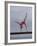 Gymnast Cathy Rigby, Long Beach, California-John Dominis-Framed Premium Photographic Print