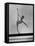 Gymnast Cathy Rigby, Training on Balancing Beam-John Dominis-Framed Premier Image Canvas