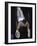 Gymnast on the Rings-null-Framed Photographic Print