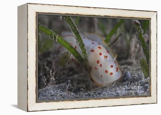 Gymnodoris Ceylonica Nudibranch, Beqa Lagoon Fiji-Stocktrek Images-Framed Premier Image Canvas