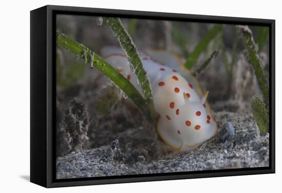 Gymnodoris Ceylonica Nudibranch, Beqa Lagoon Fiji-Stocktrek Images-Framed Premier Image Canvas