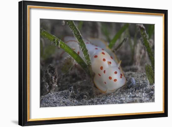 Gymnodoris Ceylonica Nudibranch, Beqa Lagoon Fiji-Stocktrek Images-Framed Photographic Print