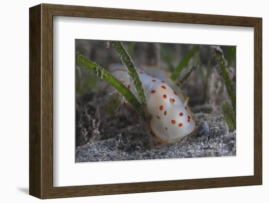 Gymnodoris Ceylonica Nudibranch, Beqa Lagoon Fiji-Stocktrek Images-Framed Photographic Print