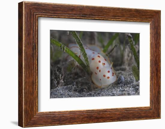 Gymnodoris Ceylonica Nudibranch, Beqa Lagoon Fiji-Stocktrek Images-Framed Photographic Print