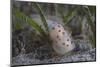 Gymnodoris Ceylonica Nudibranch, Beqa Lagoon Fiji-Stocktrek Images-Mounted Photographic Print