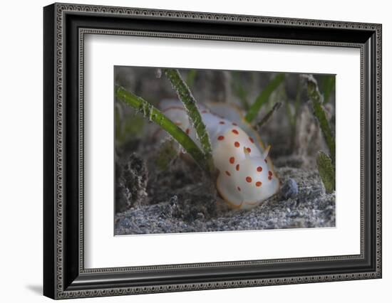 Gymnodoris Ceylonica Nudibranch, Beqa Lagoon Fiji-Stocktrek Images-Framed Photographic Print