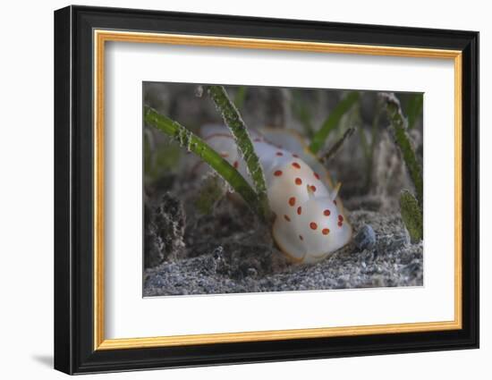 Gymnodoris Ceylonica Nudibranch, Beqa Lagoon Fiji-Stocktrek Images-Framed Photographic Print