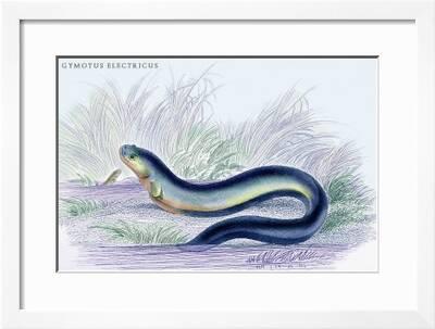 Gymotus Electricus Art Print Robert Hermann Schomburgk Art Com